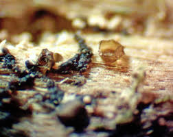 Attēlu rezultāti vaicājumam “Licea chelonoides”