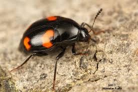 Attēlu rezultāti vaicājumam “Scaphidium quadrimaculatum”