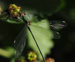 Attēlu rezultāti vaicājumam “Chalcolestes viridis”