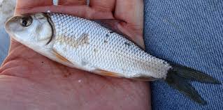 Image result for Carpiodes cyprinus
