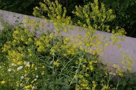 Image result for Isatis tinctoria