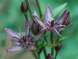 Attēlu rezultāti vaicājumam “Swertia perennis”