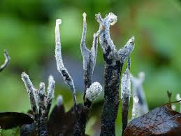 Attēlu rezultāti vaicājumam “Xylaria hypoxylon”