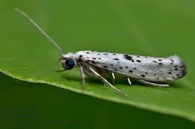 Attēlu rezultāti vaicājumam “Yponomeuta plumbella”