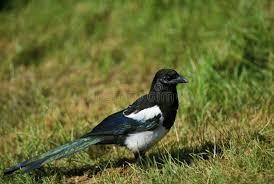 Attēlu rezultāti vaicājumam “Pica pica adult”