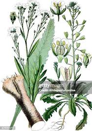 Attēlu rezultāti vaicājumam “Armoracia rusticana bud”