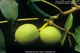 Attēlu rezultāti vaicājumam “Juglans regia fruit”