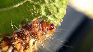 Attēlu rezultāti vaicājumam “Acronicta auricoma larva”