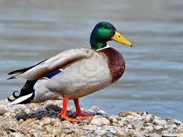 Attēlu rezultāti vaicājumam “Anas platyrhynchos male”