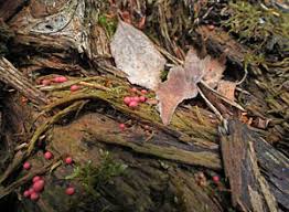 Attēlu rezultāti vaicājumam “Lycogala persicum spores”