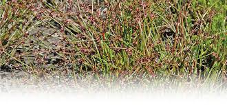 Attēlu rezultāti vaicājumam “Juncus bulbosus leaf”