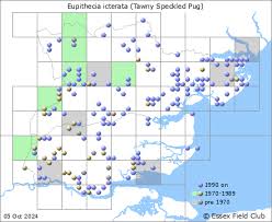 Attēlu rezultāti vaicājumam “Eupithecia icterata female”