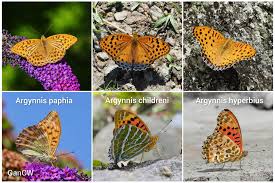 Attēlu rezultāti vaicājumam “Argynnis laodice male”