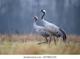 Attēlu rezultāti vaicājumam “Grus grus”