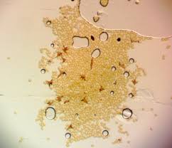 Attēlu rezultāti vaicājumam “Trichia longipalpis macro”