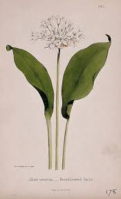 Attēlu rezultāti vaicājumam “Allium ursinum leaf”