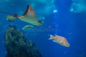 Image result for Aetomylaeus bovinus