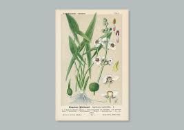 Attēlu rezultāti vaicājumam “Sagittaria sagittifolia leaf”