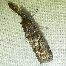 Attēlu rezultāti vaicājumam “Ortholepis betulae”