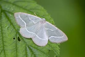 Attēlu rezultāti vaicājumam “Hylaea fasciaria”