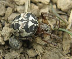 Attēlu rezultāti vaicājumam “Larinioides cornutus female”