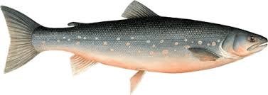 Image result for Salvelinus alpinus oquassa