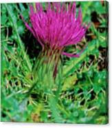 Attēlu rezultāti vaicājumam “Cirsium acaule”