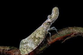 Attēlu rezultāti vaicājumam “Fuligo licentii macro”