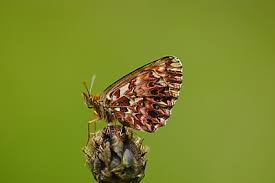 Attēlu rezultāti vaicājumam “Boloria titania underside”