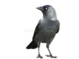 Attēlu rezultāti vaicājumam “Corvus monedula adult”