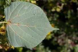 Attēlu rezultāti vaicājumam “Tilia”