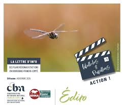 Attēlu rezultāti vaicājumam “Semioscopis oculella”