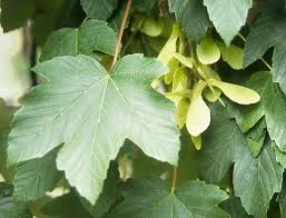 Attēlu rezultāti vaicājumam “Acer pseudoplatanus”