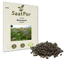 Image result for Borretsch