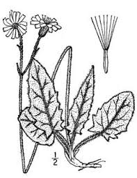 Attēlu rezultāti vaicājumam “Hieracium murorum flower”