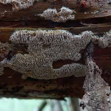 Attēlu rezultāti vaicājumam “Anomoporia bombycina”