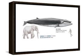 Image result for Balaenoptera borealis