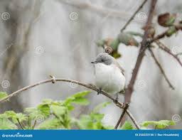 Attēlu rezultāti vaicājumam “Sylvia curruca”