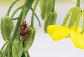 Attēlu rezultāti vaicājumam “Lygus nymph”