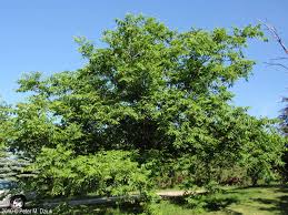 Attēlu rezultāti vaicājumam “Juglans cinerea”