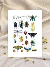 Attēlu rezultāti vaicājumam “Insecta”