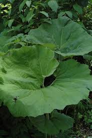 Attēlu rezultāti vaicājumam “Petasites hybridus”