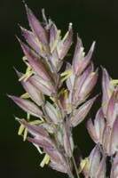 Attēlu rezultāti vaicājumam “Holcus lanatus  fruit”