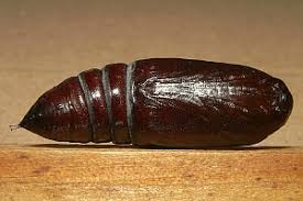 Attēlu rezultāti vaicājumam “Melanchra persicariae imago”