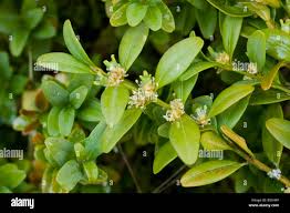 Attēlu rezultāti vaicājumam “Buxus sempervirens flower”