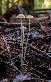 Attēlu rezultāti vaicājumam “Mycena filopes”