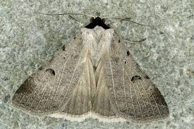 Attēlu rezultāti vaicājumam “Lygephila viciae”