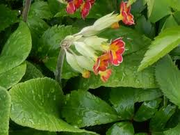 Attēlu rezultāti vaicājumam “Primula veris fruit”