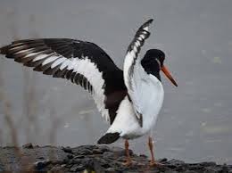 Attēlu rezultāti vaicājumam “Haematopus ostralegus adult”