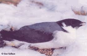 Image result for Synthliboramphus antiquus